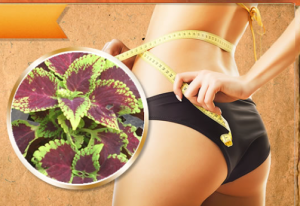 Weight Loss Potential with Forskolin Fuel